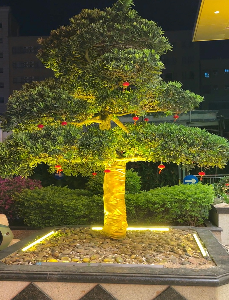 樹木亮化
